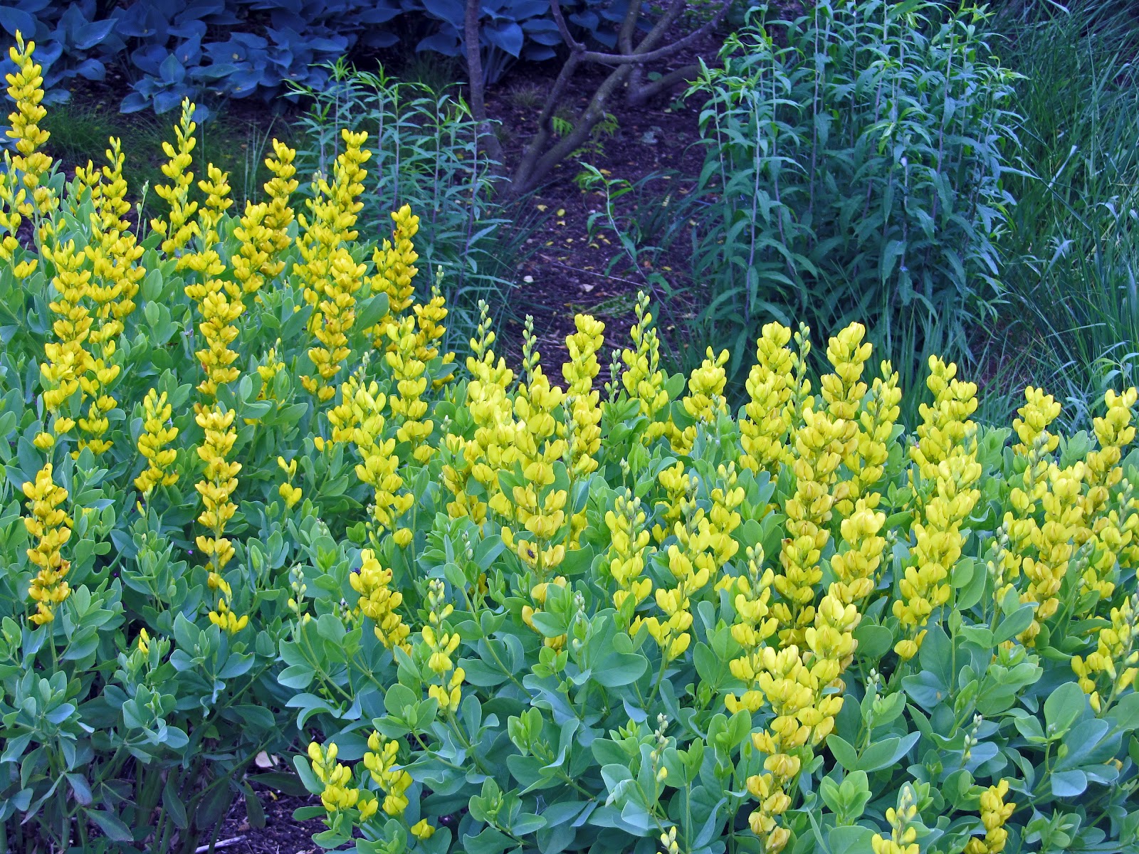 Gatsbys Gardens May 28, 2012