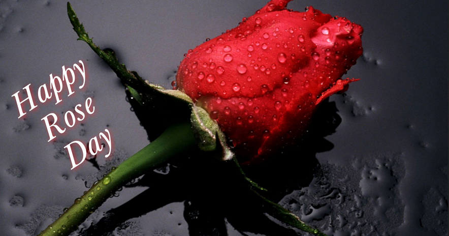 Meaning and whatsapp status for Rose day ~ whatsapp status, wishes