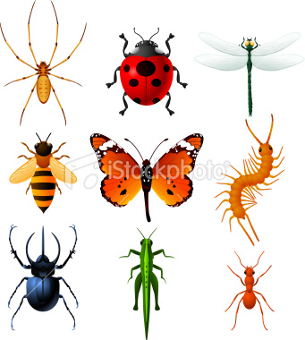 pics of insects