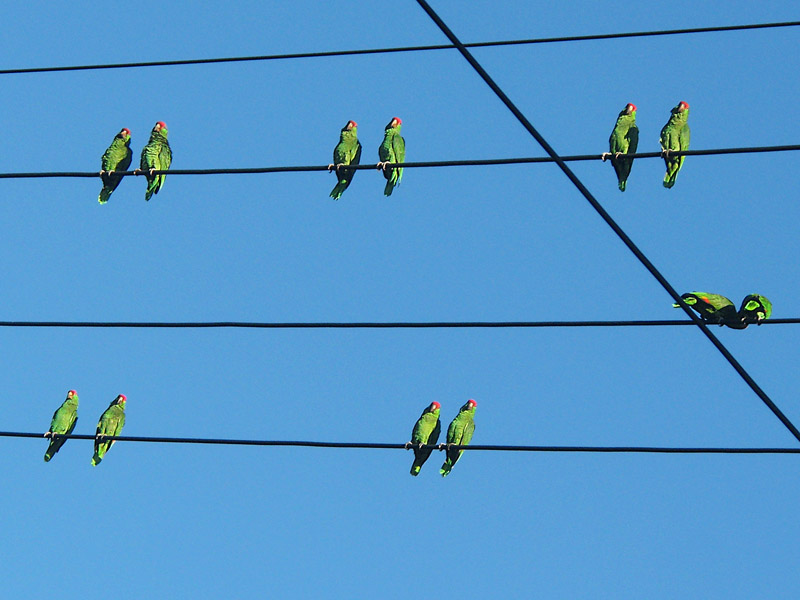 The Parrot Duet Mixed Meters