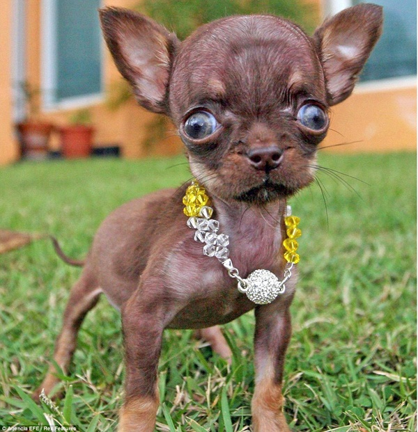 Juicy Dog Couture Tiny Dog Big Eyes