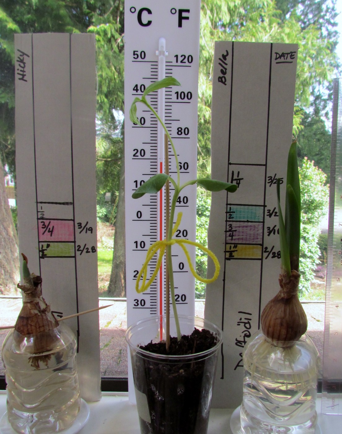 Learn To Grow Grow Flower Bulbs in Jars or Plastic bottles Kid's