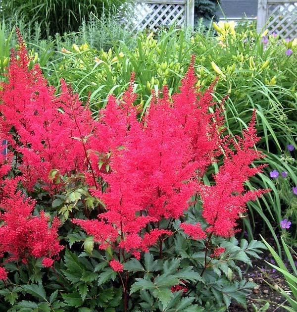Finding My Garden A plant I fancy Astilbe