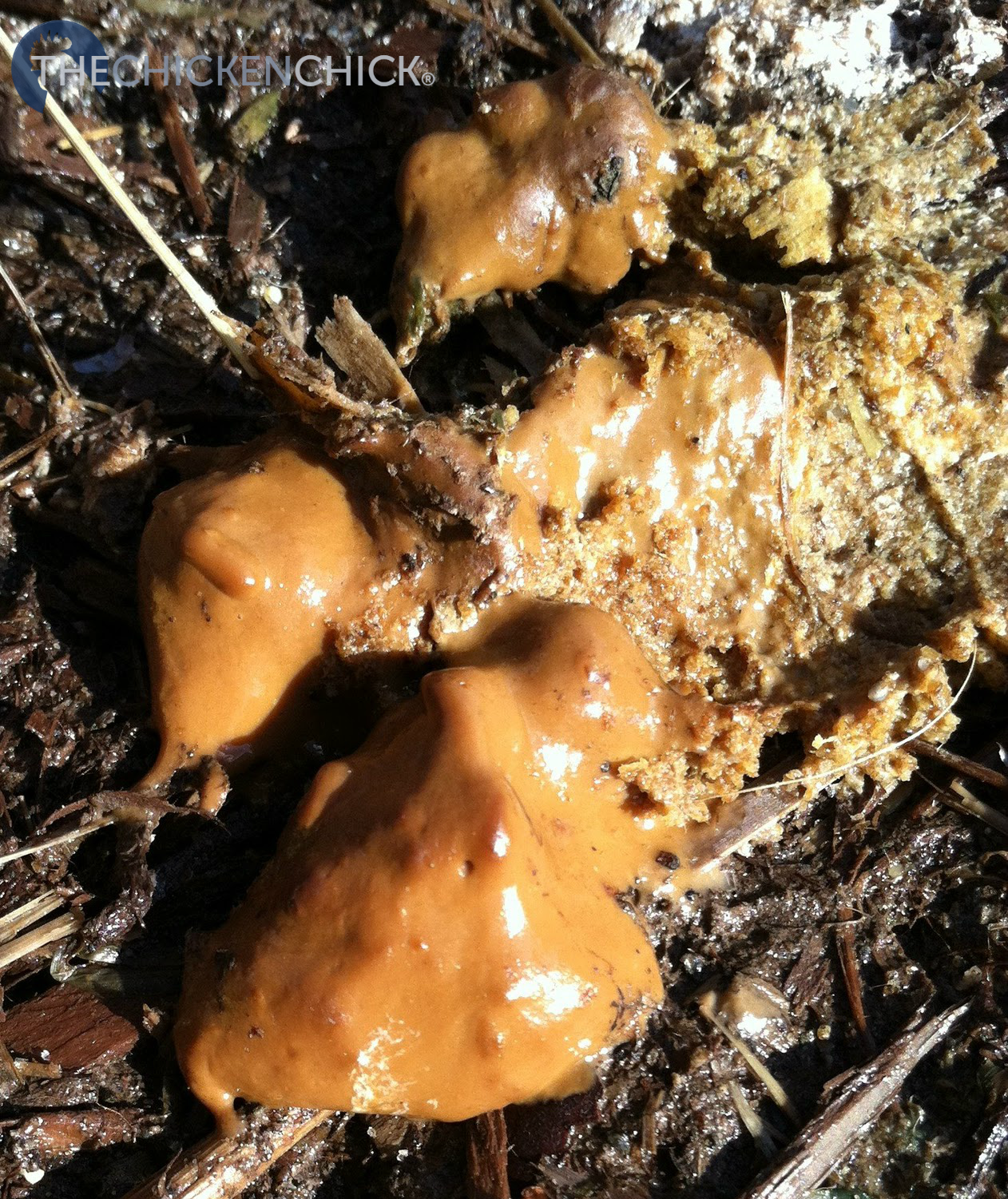 What's the Scoop on Chicken Poop? The digestive system examined. The