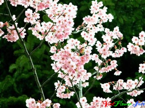 Ý nghĩa hoa Anh đào (sakura)