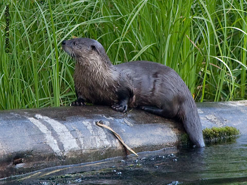 otter otters river lake interesting washington state rivers animals