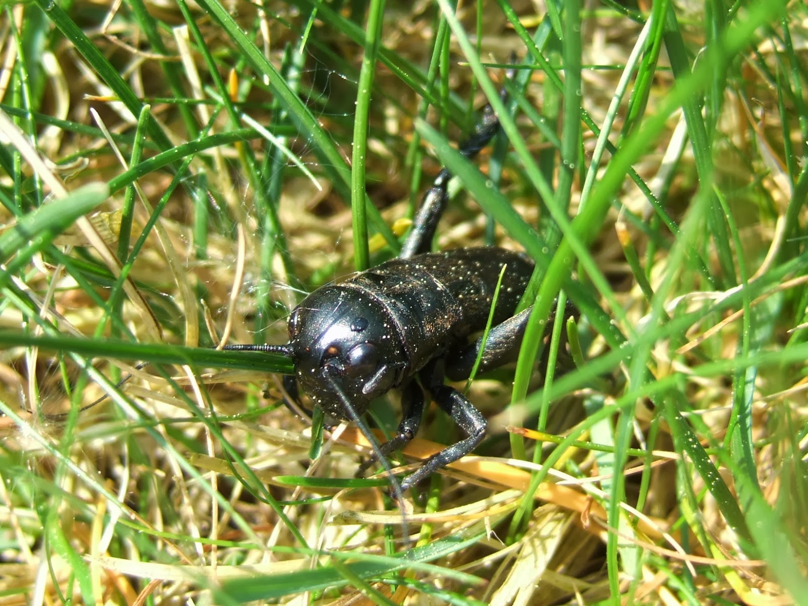 JURA GARTEN Feldgrille ist das Tier des Jahres