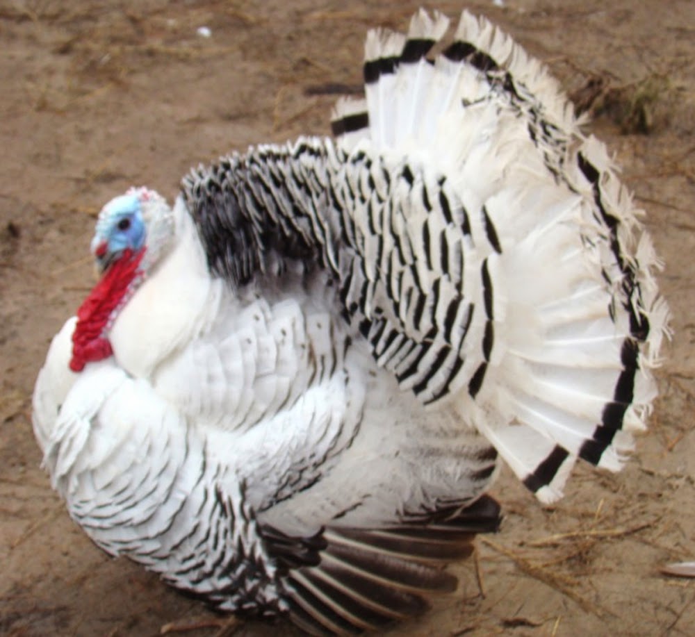 Royal Palm Turkey