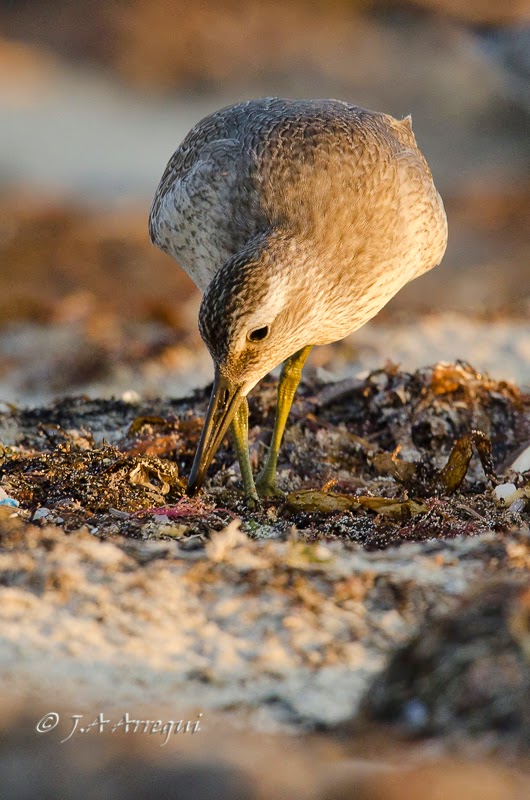 Correlimos gordo, Calidris canutus, Red Knot Correlimos gordo, Calidris canutus, Red Knot