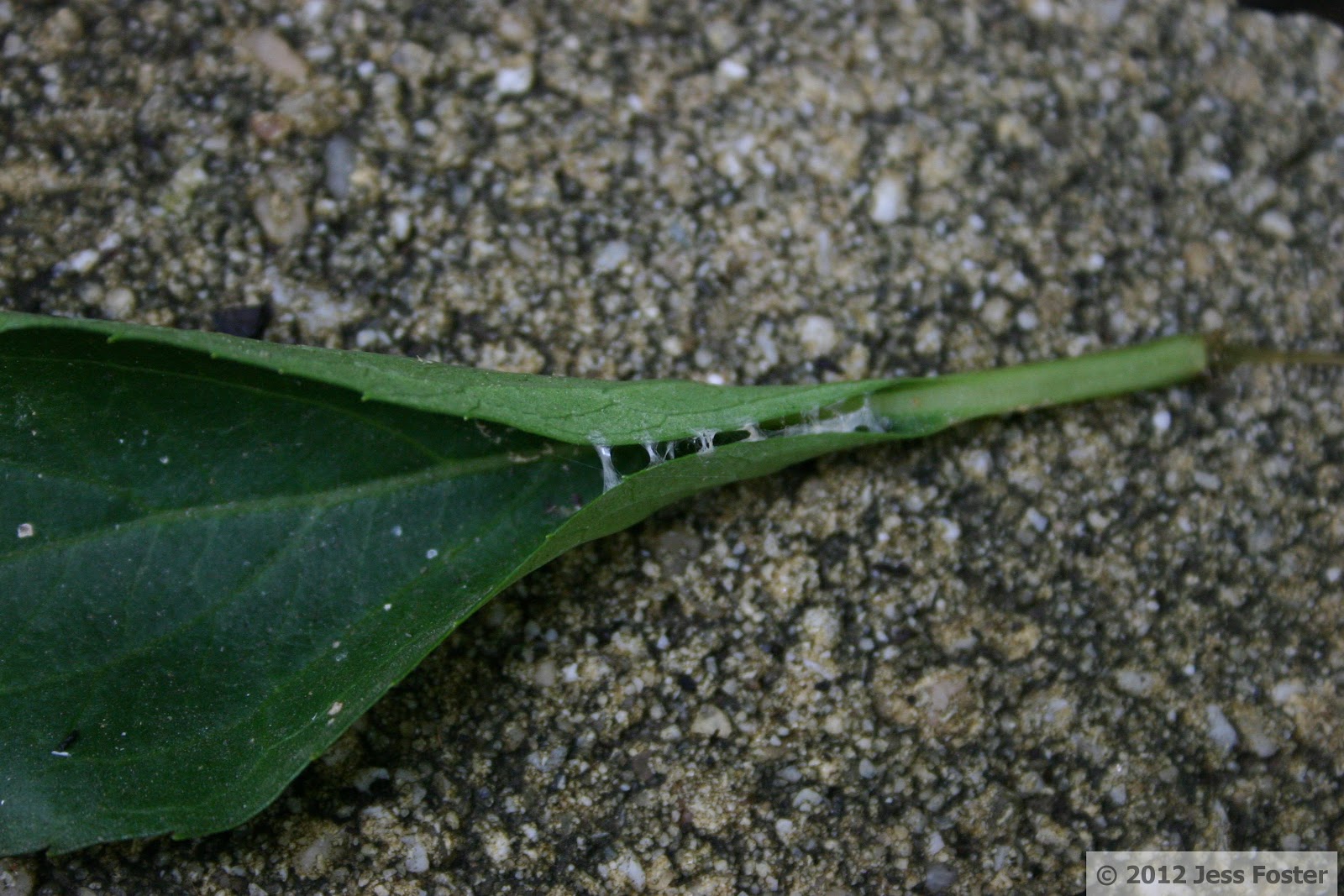Sluggin' Along Leaf Rollers