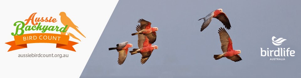 Sunshine Coast Birdlife Australia Blog Aussie Backyard Bird Count