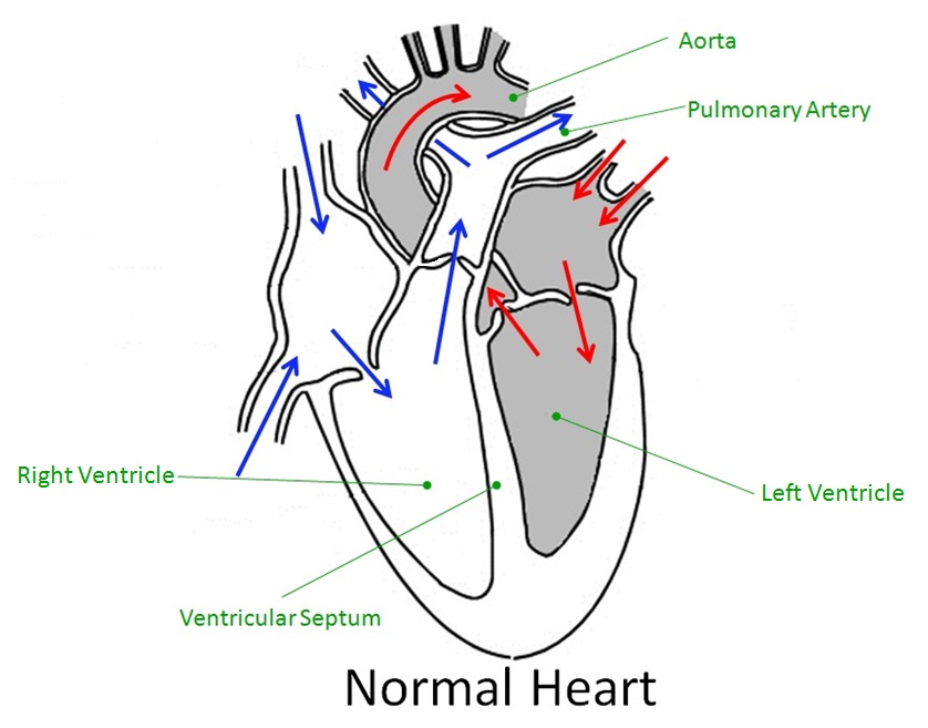 PZ C: heart diagram