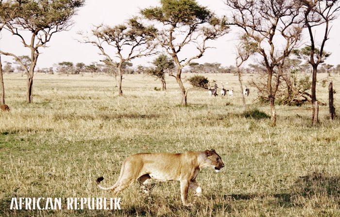 Lion and Zebra by Justin Cleaver