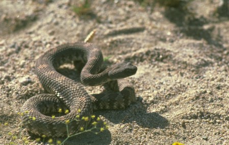 http://2.bp.blogspot.com/-wwRKU4P52Dg/ToypvzhgNMI/AAAAAAAAAP0/Q4a0JEq1U2g/s1600/CC87024Rattlesnake.jpg