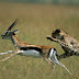 The Feeding Habits of a Couch Potato: Gazelle for breakfast yikes!