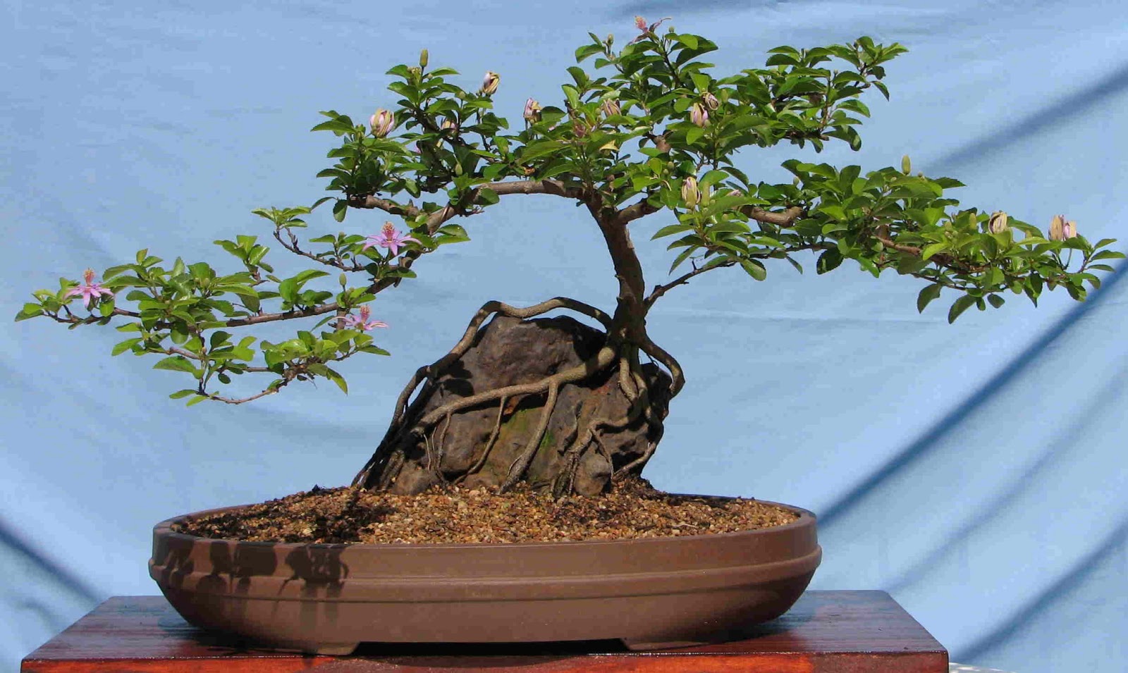 LENNARD'S BONSAI BEGINNINGS. Grewia occidentalis