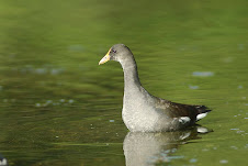 Fauna Bacia Taquari-Antas- Fonte: Aepan-ONG - Série: Aves