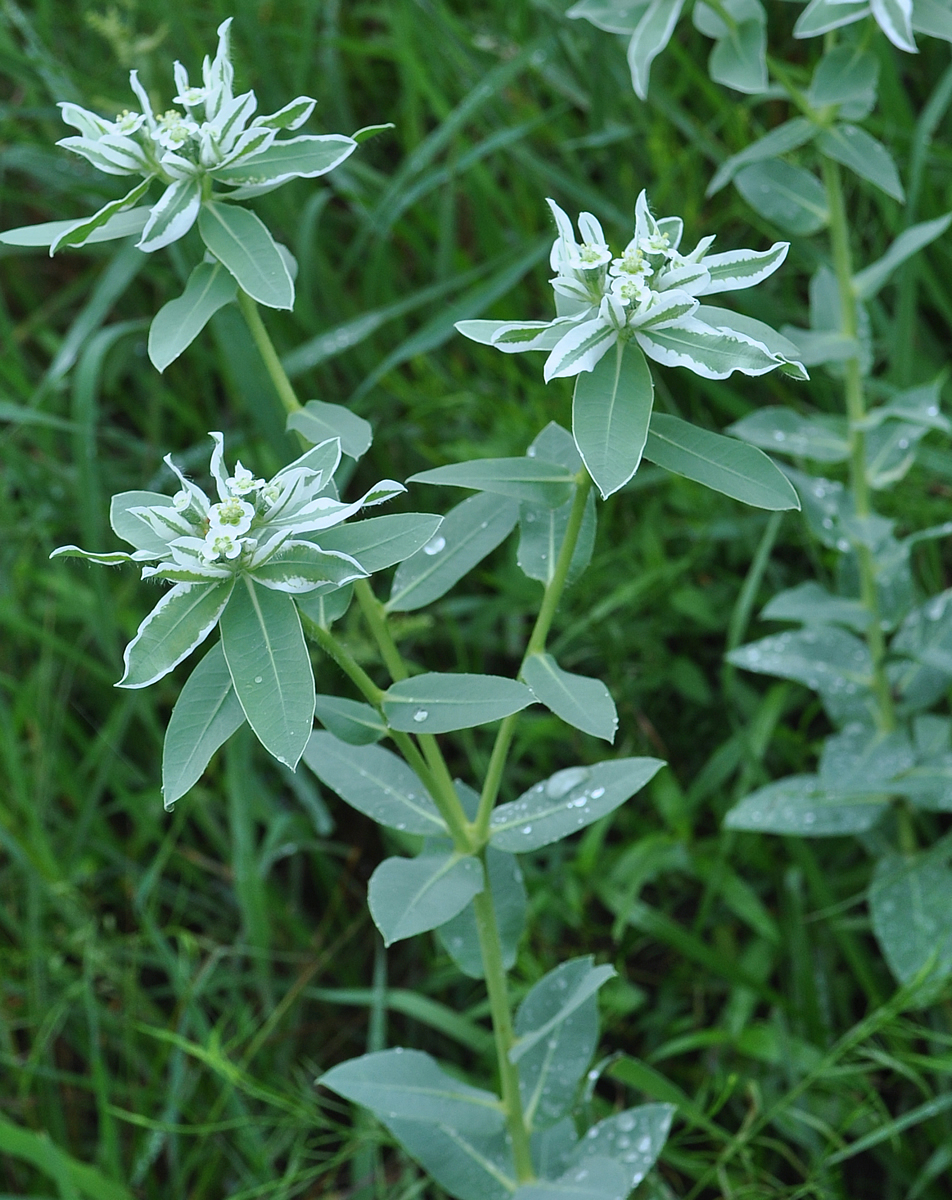 kansas wildflowers SnowontheMountain