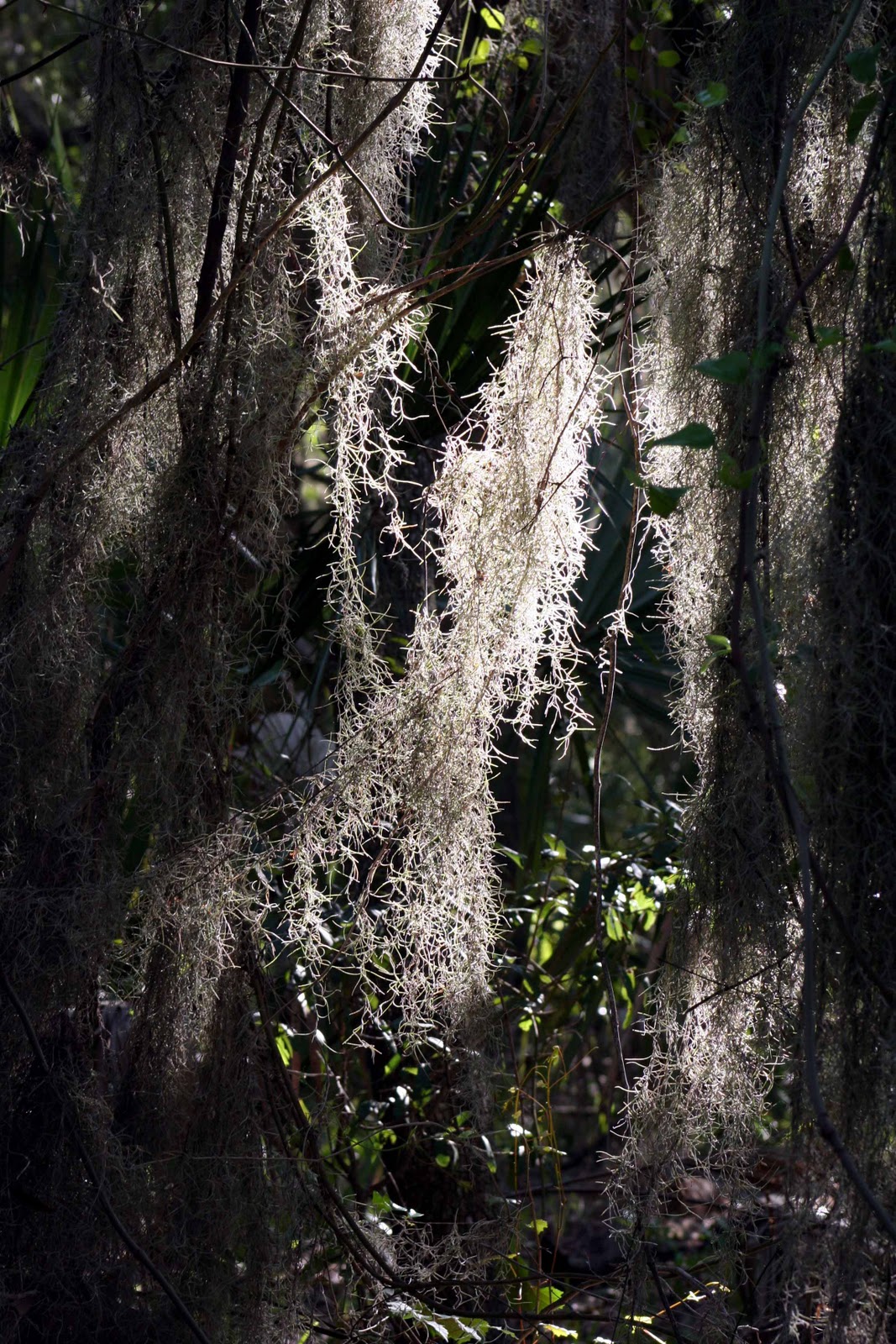 Mad Snapper Spanish Moss