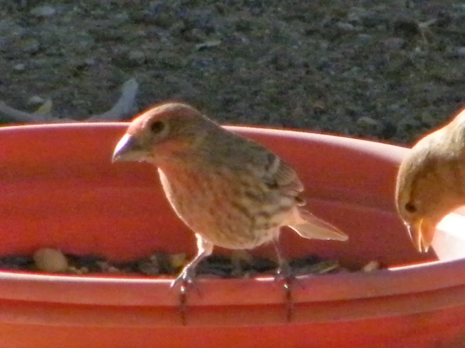 Toys and Stuff Las Vegas NV ,Birds on Patio
