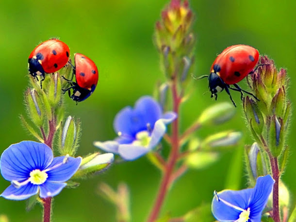 LADYBUG PHOTO'S