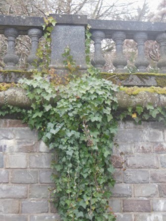 Rheinland Blogger Efeu