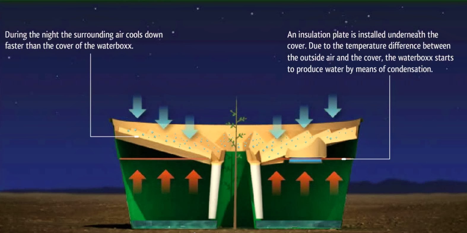 tomato plant Dew Point and Condensation Planting Trees with the