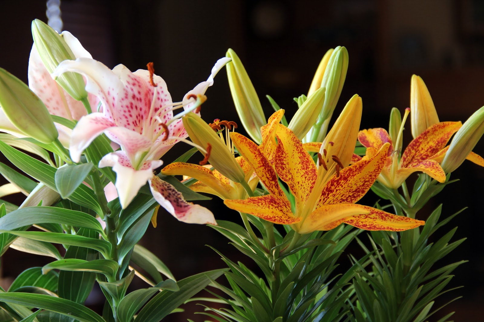Iowa Grasslands Easter Lilies