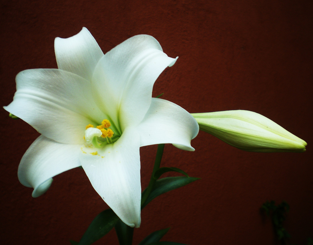 flower photography flower photography