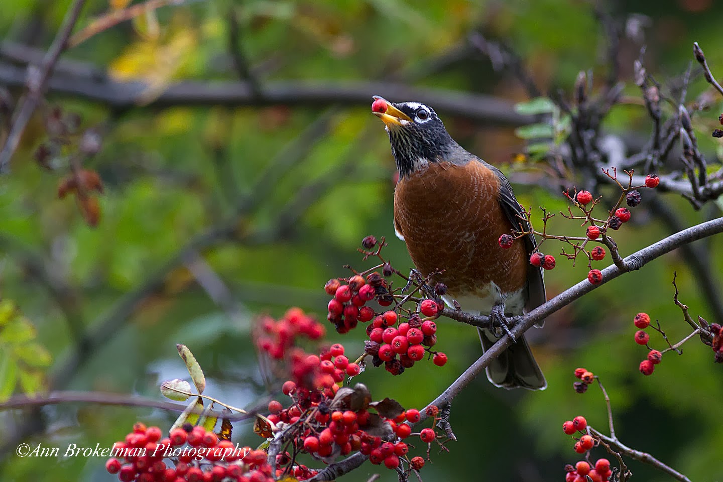 Ann Brokelman Photography Robins in the puddles and eating berries