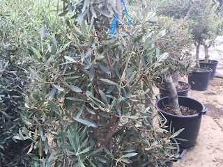 Seeing Rhododendrons Through Rose Colored Glasses The Dirt Diaries