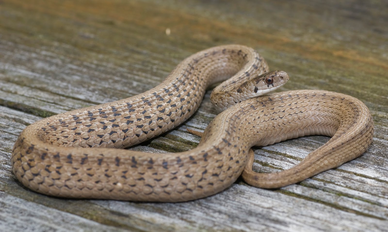 Ontario Birds and Herps: The snakes of Ontario -part 1