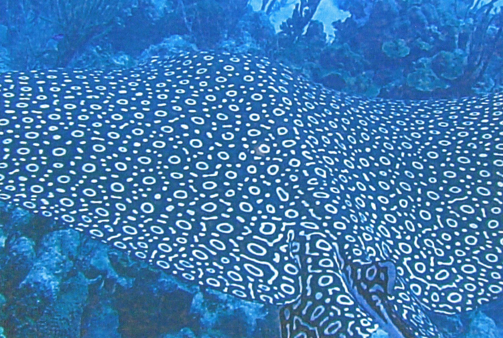 http://2.bp.blogspot.com/-wzZtH_mLkWs/UB2rBFYp22I/AAAAAAAADCg/ZRfsRKpQyGA/s1600/Spotted+eagle+ray+Sandy+Voegeli+Hallelujah+Truth.jpg