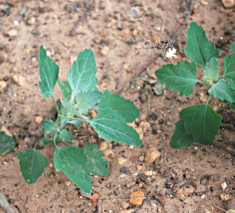 Lambsquarters Oak Hill Homestead