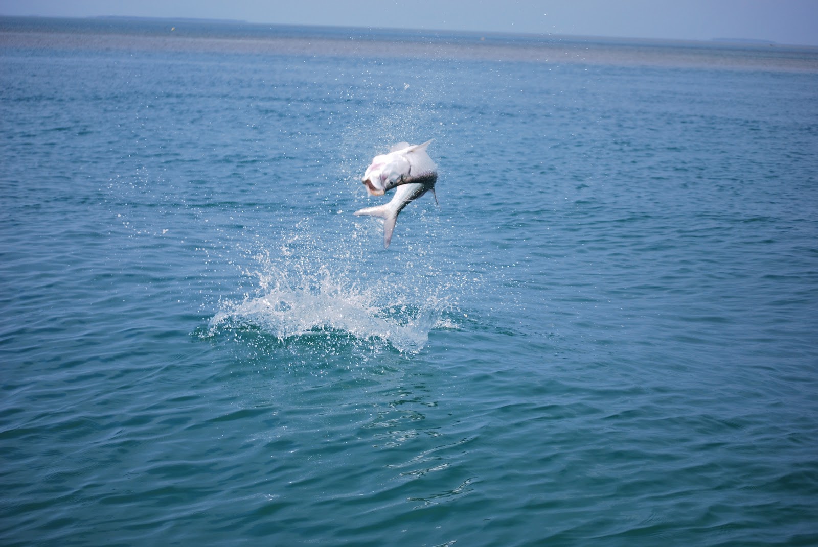The Key West Flats Angler: Key West Flats Fishing