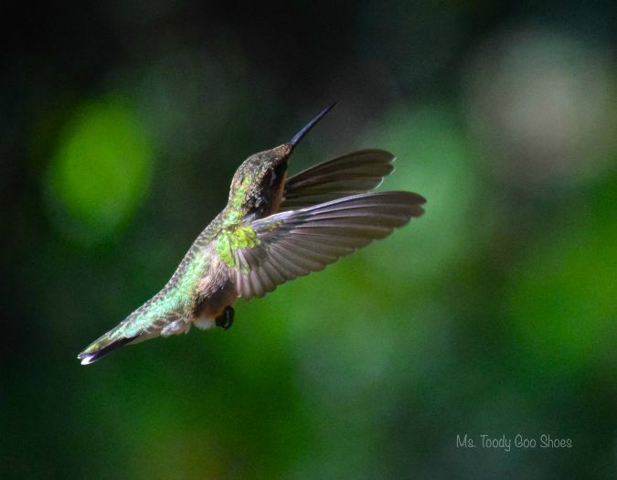 6 tips for attracting hummingbirds ms toody goo shoes 6 tips for attracting hummingbirds ms toody goo shoes