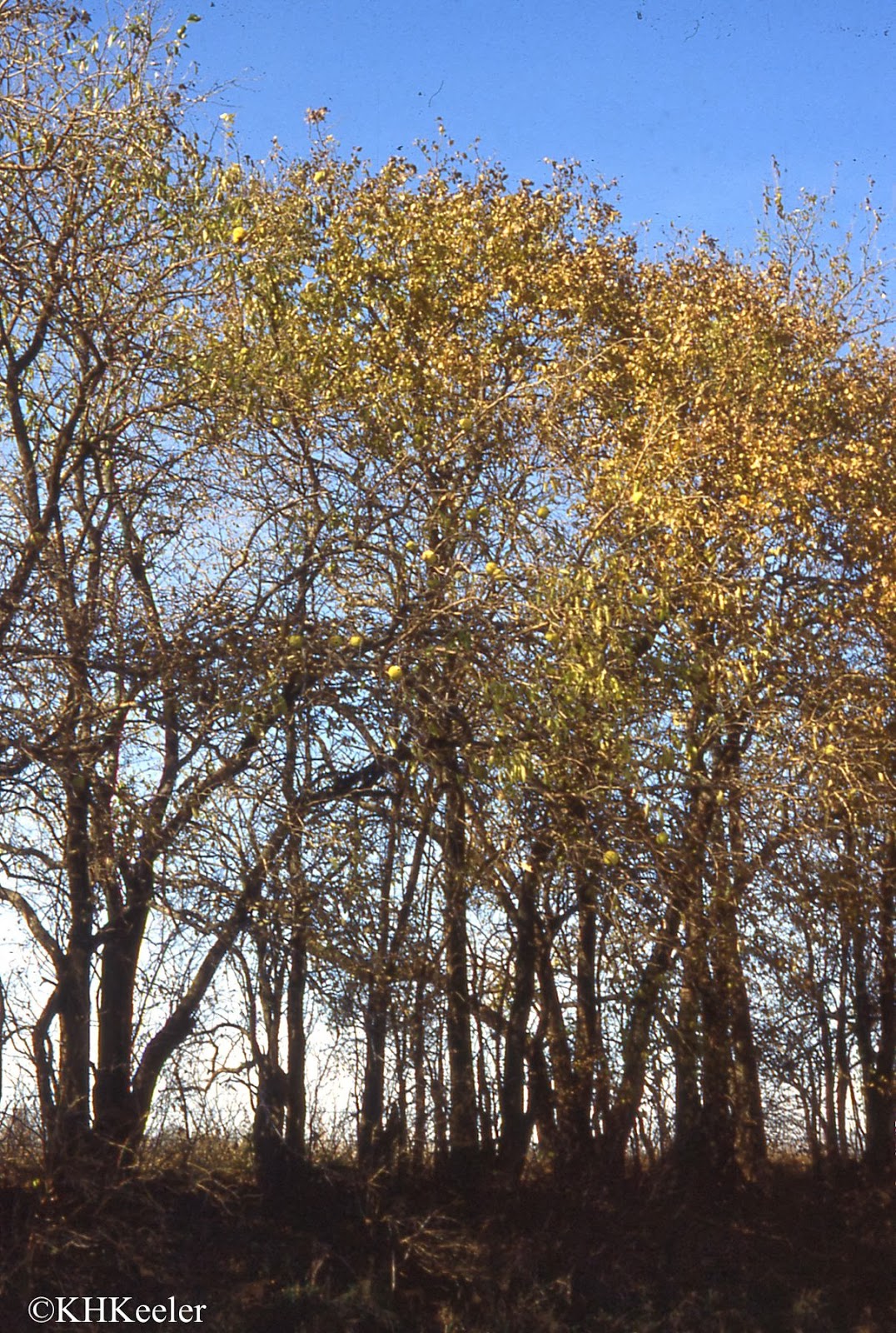 A Wandering Botanist Plant StoryThe Many Uses of OsageOrange