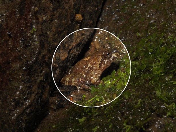 Vivências em biologia Cycloramphus sp. mais uma nova espécie