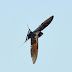 Swallows in Hundleton