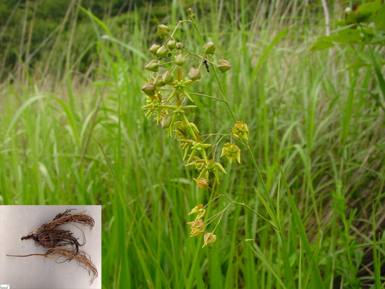  Cynanchum paniculatum (Bge.) Kitag. (Fam. Asclepiadaceae)