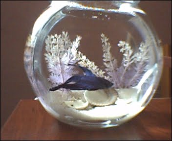 akvaryum baliklari icin hersey eylul 2012