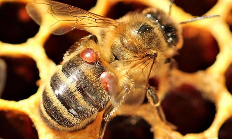 Inraa Veille Scientifique Certaines Colonies D Abeilles