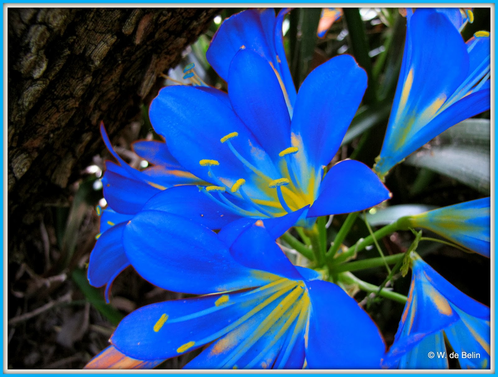 Flora Friday in Oz: Geriatrically (me) Modified Flora or What to Do