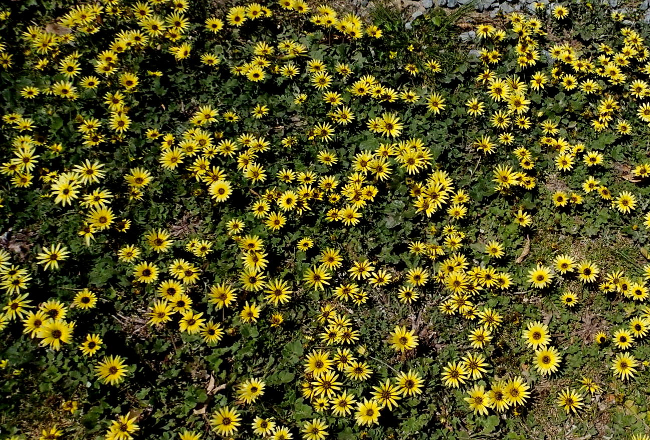 Daisies at work