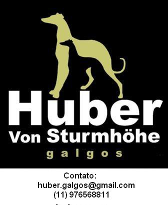 Huber von Sturmhöhe Galgos - Whippets & Greyhounds