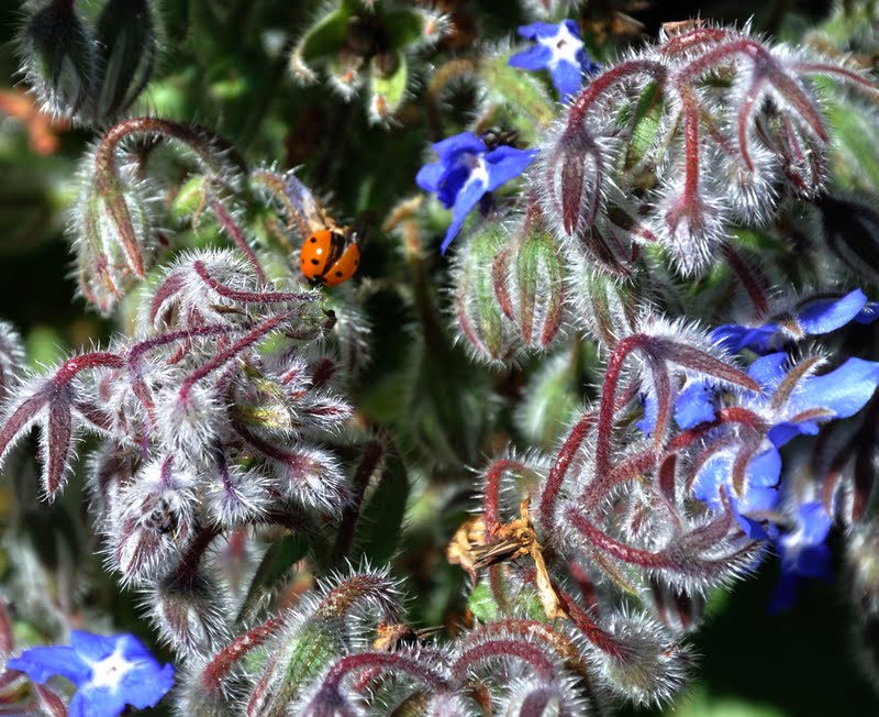 Barbara Rich Photography Northern California Wildflowers