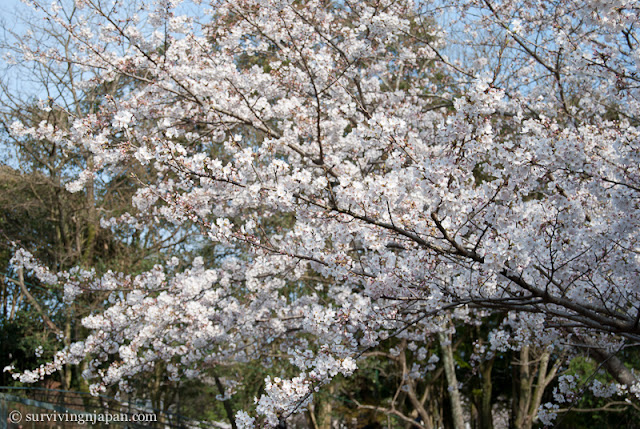 sakura, cherry blossom, Japan