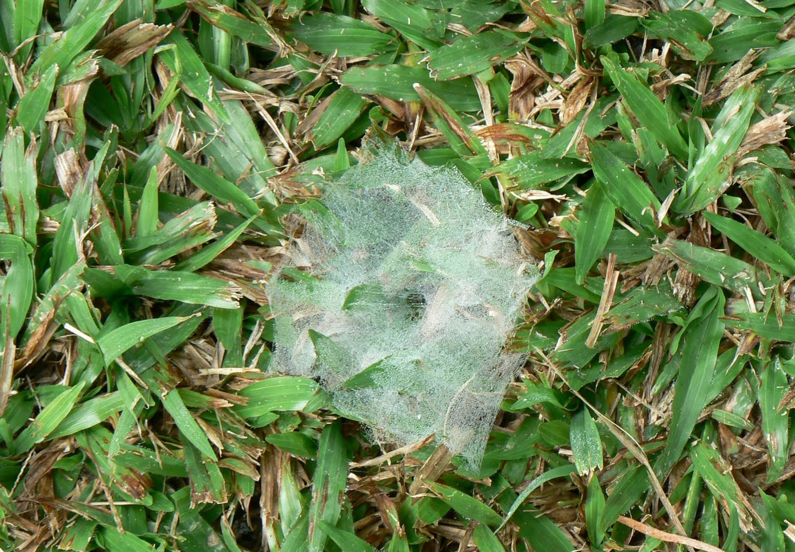 grass spider grass spider