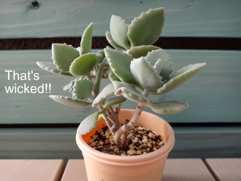 That S Wicked 生き残ったカランコエ属