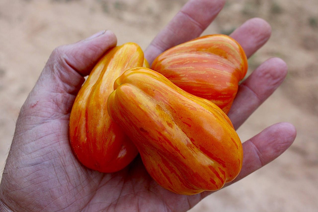 Pleated Pear